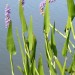 Pickerel Weed